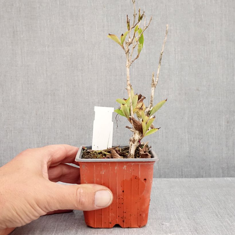 Ejemplar de Weigela Snowflake - Veigela Maceta de 8/9 cm entregado en otoño