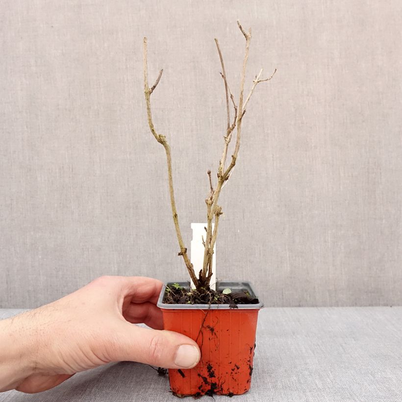 Weigela Snowflake - Veigela Maceta de 8/9 cm Ejemplar entregado en invierno