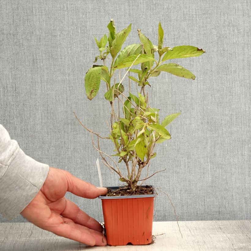 Weigela Snowflake - Veigela Maceta de 8/9 cm Ejemplar entregado en la primavera