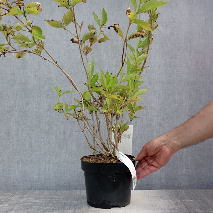 Ejemplar de Weigela Snowflake - Veigela Maceta 3L/4L entregado en verano