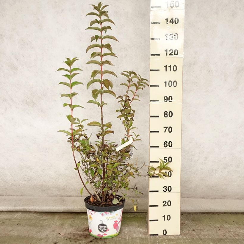 Ejemplar de Weigela Stelzneri - Veigela Maceta 7,5L/10L entregado en verano