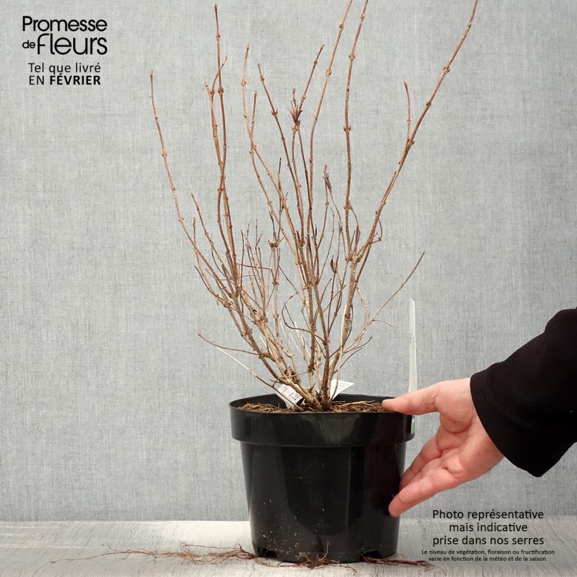 Weigela florida White Lightning Maceta 2L/3L Ejemplar entregado en invierno