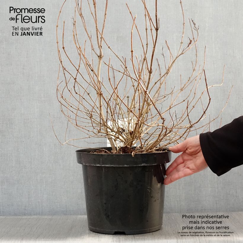 Weigela florida White Lightning Maceta 7,5L/10L Ejemplar entregado en invierno