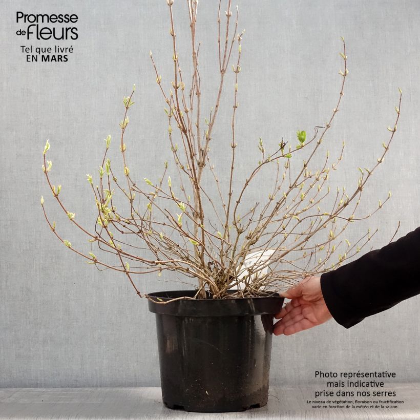 Weigela florida White Lightning Maceta 7,5L/10L Ejemplar entregado en la primavera