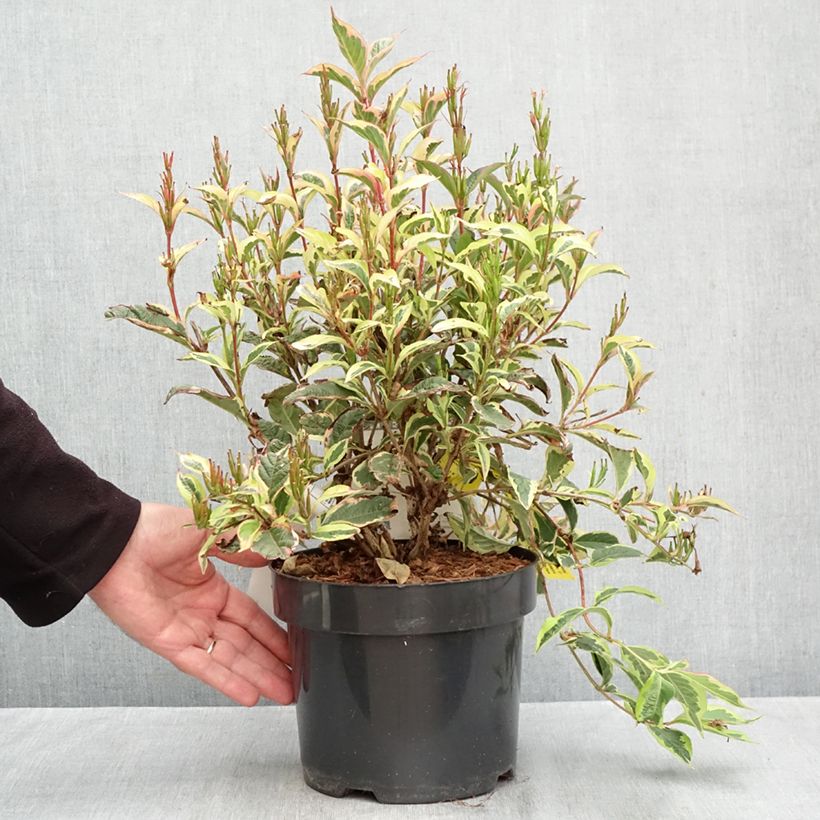 Ejemplar de Weigela florida White Lightning Maceta 2L/3L entregado en otoño