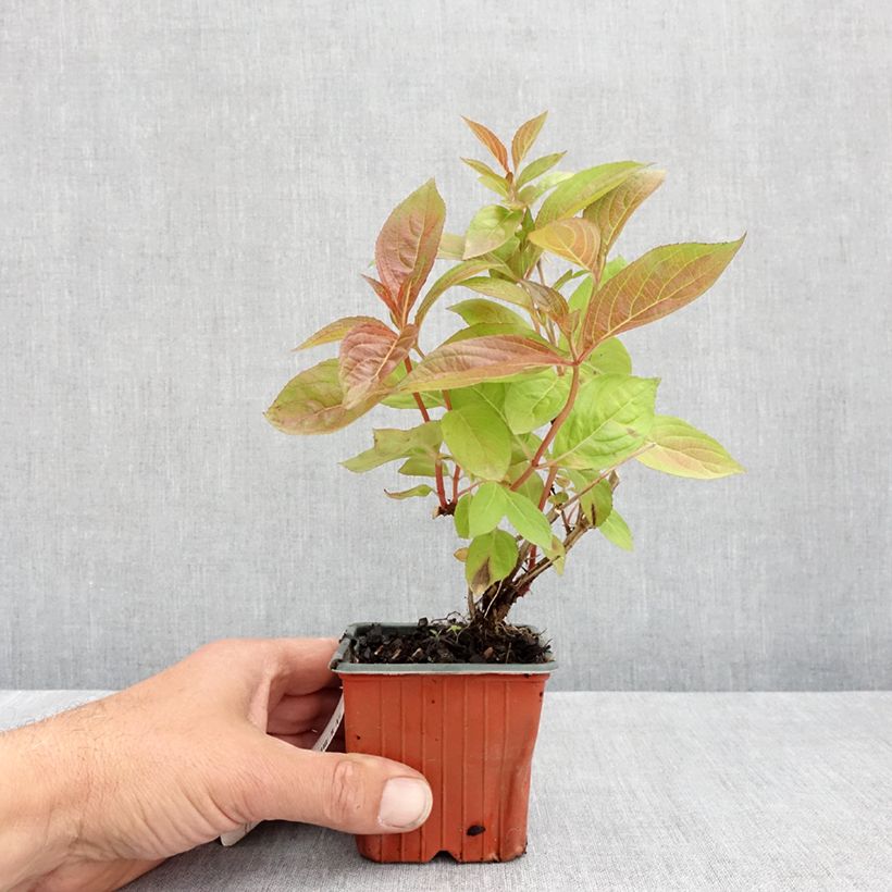 Weigela Wings of Fire - Veigela Maceta de 8/9 cm Ejemplar entregado en la primavera