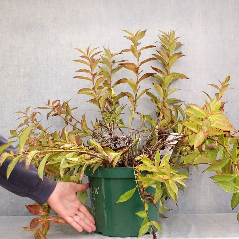 Ejemplar de Weigela All Summer Peach - Veigela Maceta 7,5L/10L entregado en otoño