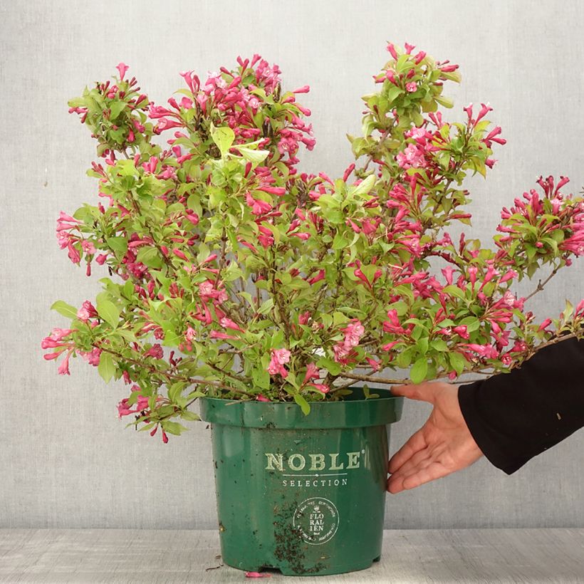 Weigela florida Princess Ayla Maceta 7,5L/10L Ejemplar entregado en la primavera