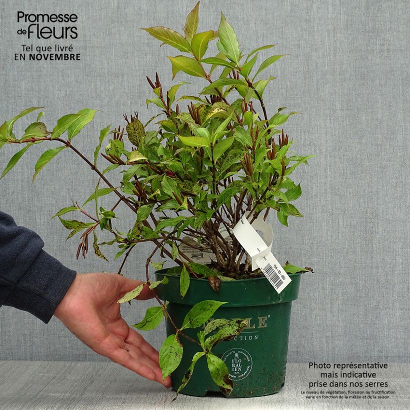 Ejemplar de Weigela florida Princess Ayla Maceta 3L/4L entregado en otoño