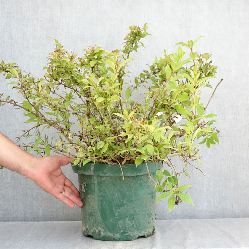 Ejemplar de Weigela florida Princess Ayla Maceta 7,5L/10L entregado en verano