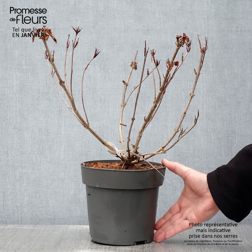 Weigela Cherry Love - Veigela Maceta 3L/4L Ejemplar entregado en invierno