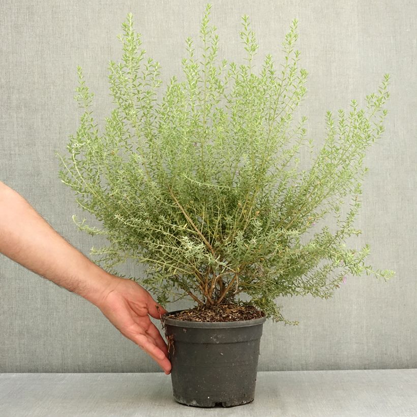 Ejemplar de Westringia fruticosa Blue Gem - Romero australiano Maceta 3L/4L entregado en verano