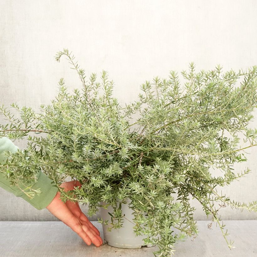 Westringia fruticosa Blue Gem - Romero australiano Maceta 3L/4L Ejemplar entregado en invierno