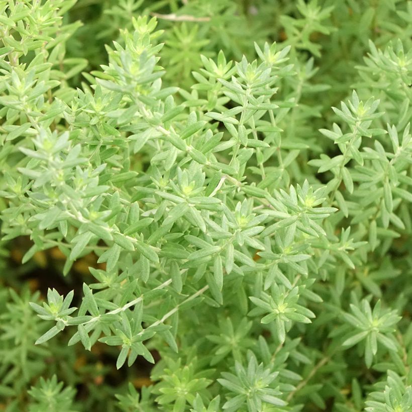 Westringia fruticosa Blue Gem - Romero australiano (Follaje)