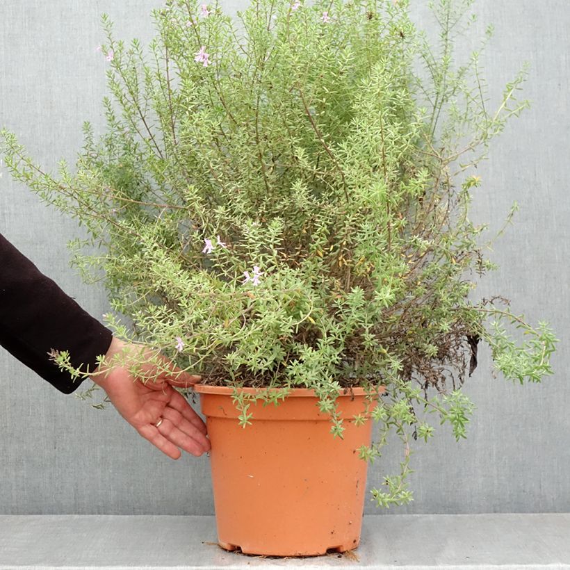 Ejemplar de Westringia fruticosa Blue Gem - Romero australiano Maceta 7,5L/10L entregado en otoño