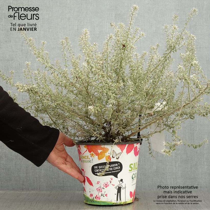 Westringia fruticosa Smookie - Romero australiano Maceta 3L/4L Ejemplar entregado en invierno