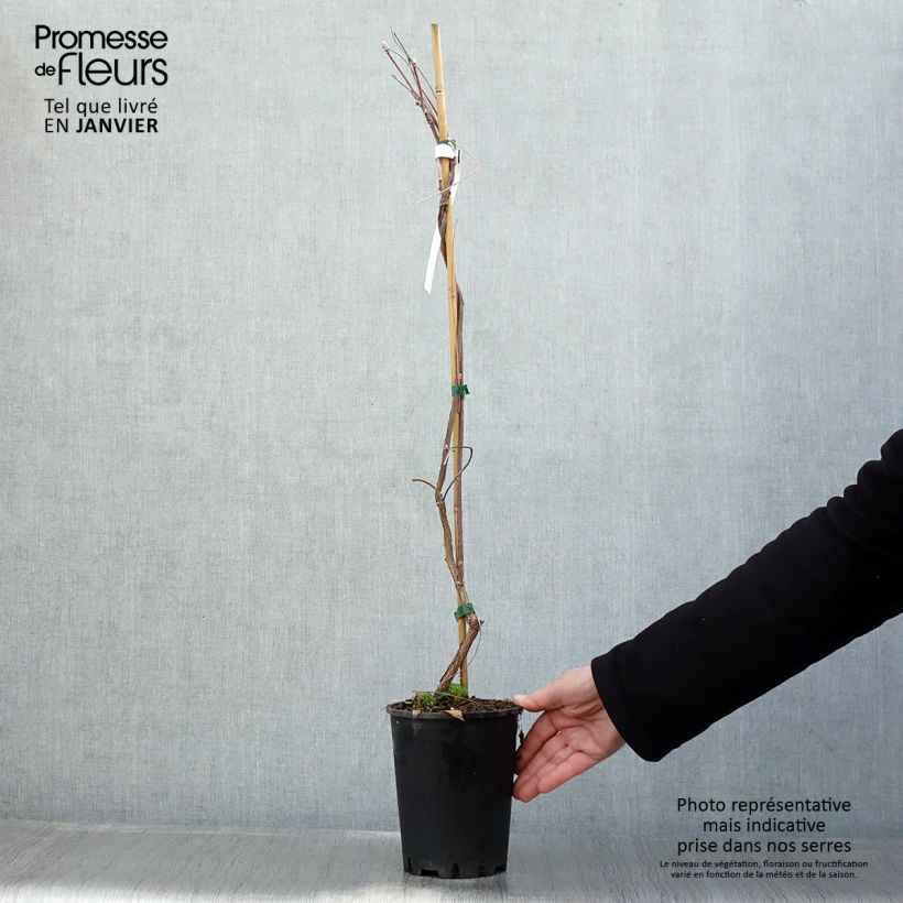 Wisteria frutescens Amethyst Falls - Glicina americana Maceta 3L/4L Ejemplar entregado en invierno