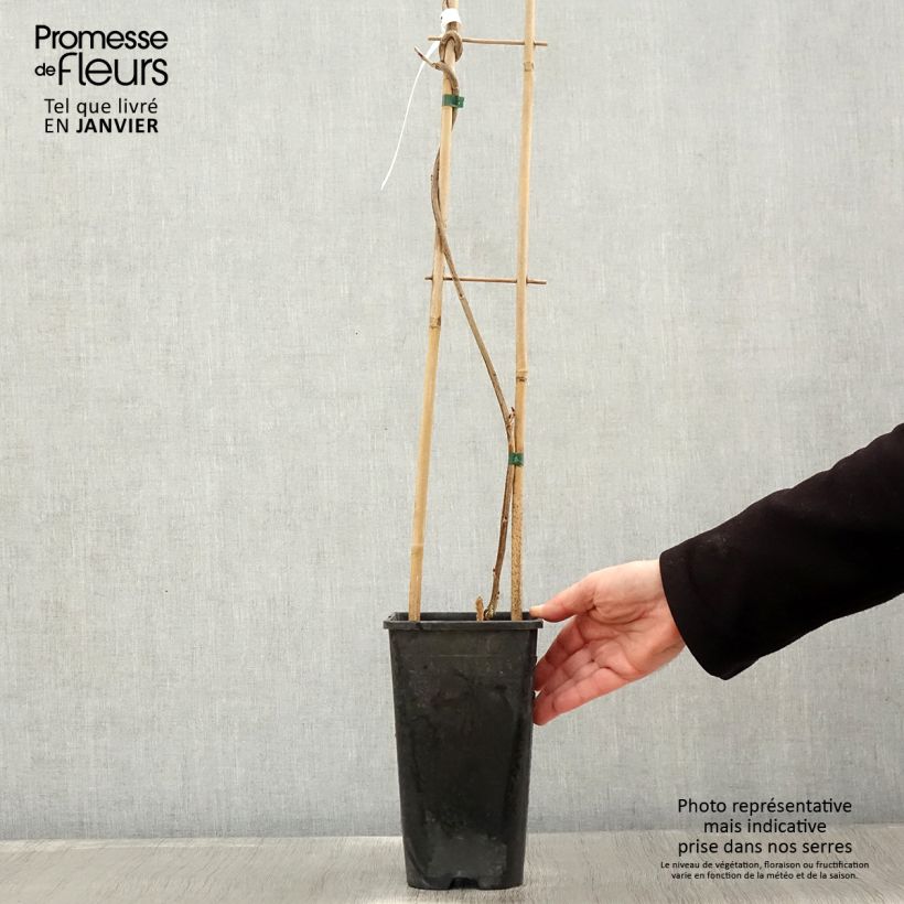 Wisteria venusta Rosea - Glicina japonesa Maceta 2L/3L Ejemplar entregado en invierno