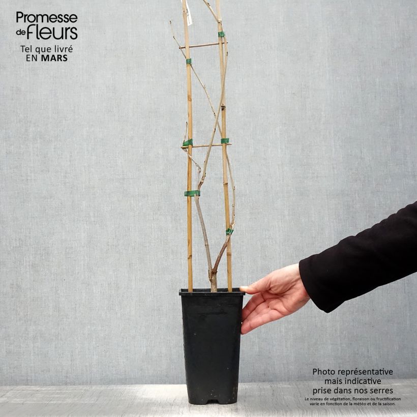 Wisteria venusta Rosea - Glicina japonesa Maceta 2L/3L Ejemplar entregado en la primavera