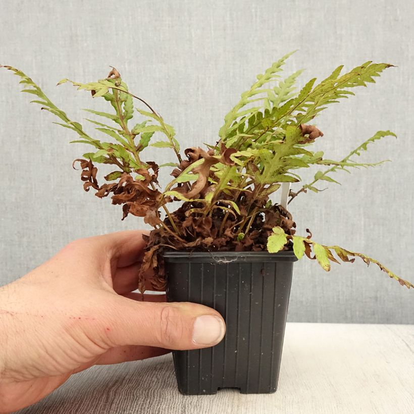 Woodwardia fimbriata - Helecho de cadenas gigante Maceta de 8/9 cm Ejemplar entregado en la primavera