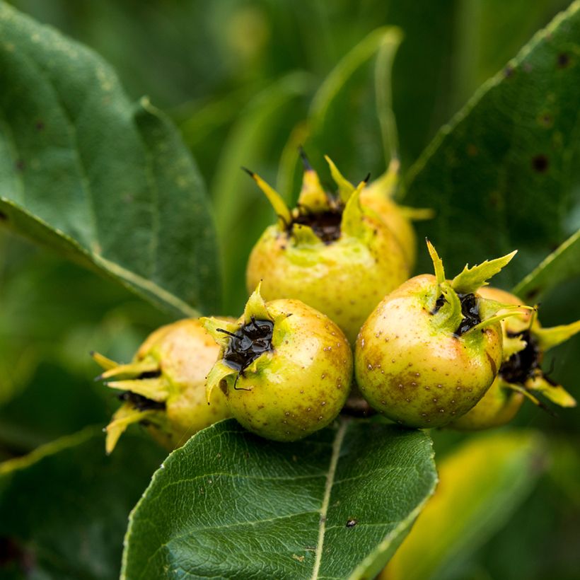 Crataemespilus grandiflora (Cosecha)