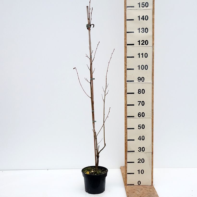 Ejemplar de x Amelasorbus jackii - Amélasorbier de Jack Pot de 4L/5L entregado en otoño
