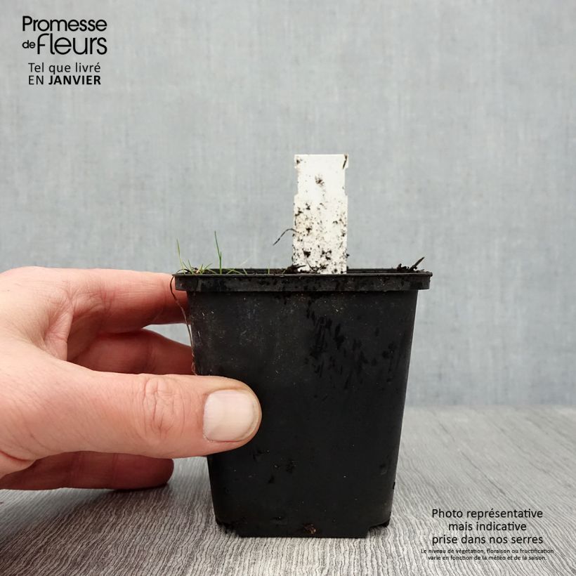 Rhodoxis Ria Maceta de 8/9 cm Ejemplar entregado en invierno