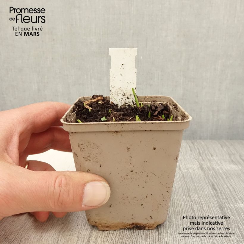 Rhodoxis Ria Maceta de 8/9 cm Ejemplar entregado en la primavera