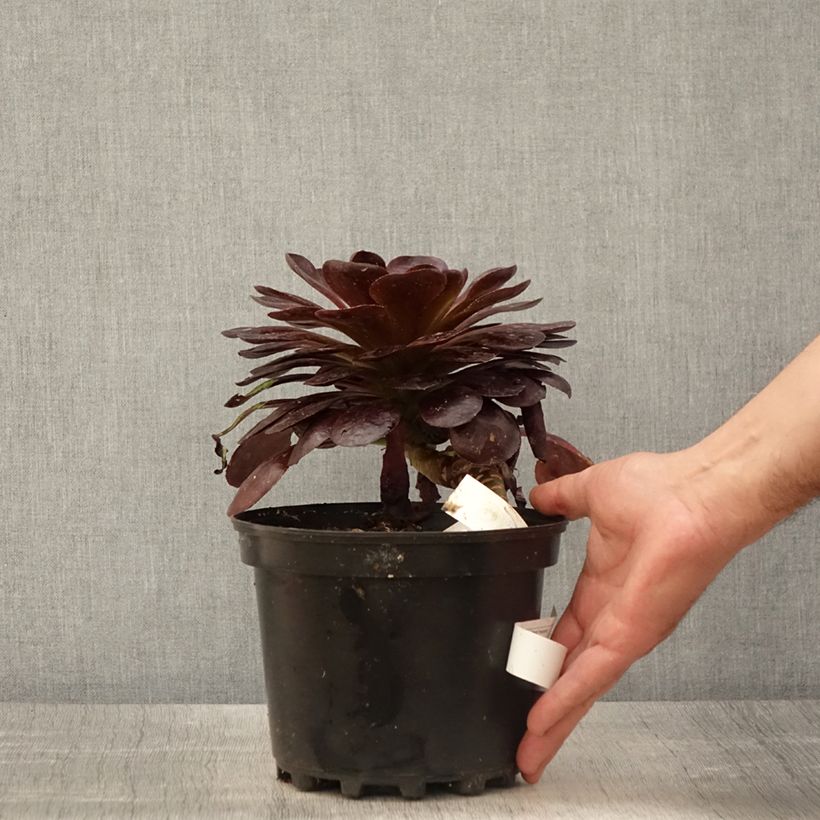 Semponium Destiny Maceta 2L/3L Ejemplar entregado en la primavera