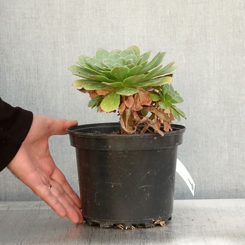 Ejemplar de Semponium Diamond Maceta 2L/3L entregado en otoño