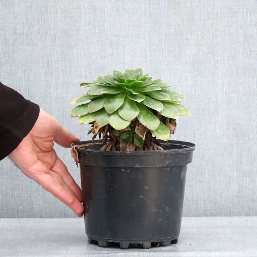 Semponium Diamond Maceta 2L/3L Ejemplar entregado en invierno