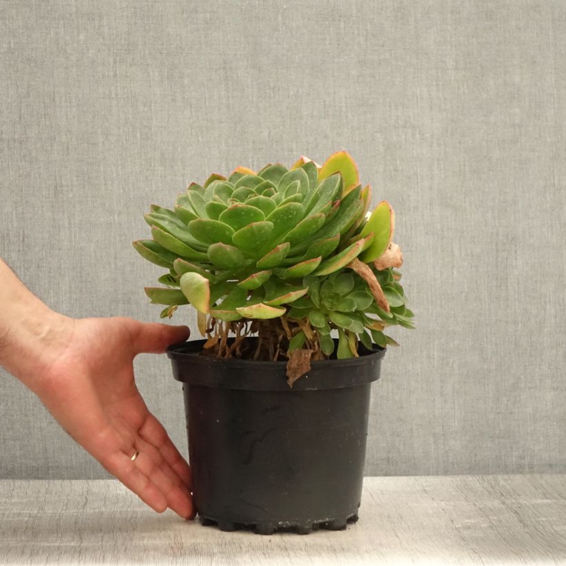 Semponium Diamond Maceta 2L/3L Ejemplar entregado en la primavera