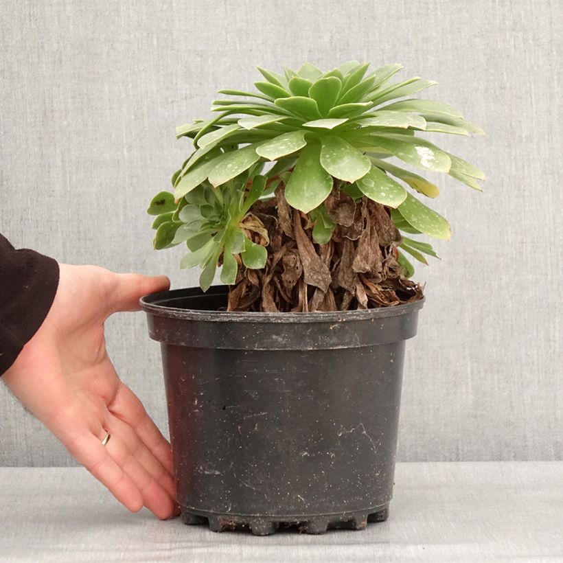 Semponium Sienna Maceta 2L/3L Ejemplar entregado en invierno