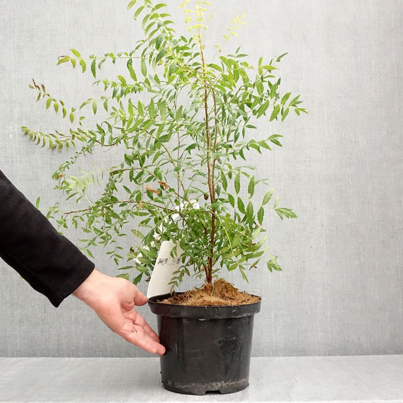 Ejemplar de Xanthoceras sorbifolium Maceta 3L/4L entregado en otoño