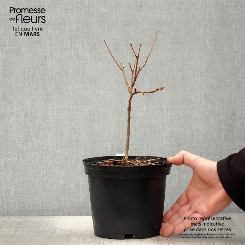 Xanthoceras sorbifolium Maceta 3L/4L Ejemplar entregado en la primavera