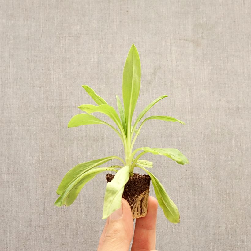 Xerochrysum bracteatum Granvia Dark Pink Flame minicepellón: Ø 3/4 cm Ejemplar entregado en la primavera