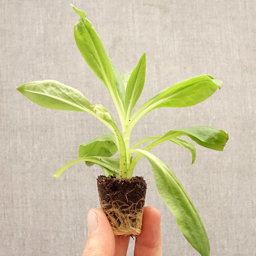 Xerochrysum bracteatum Granvia Red Flame minicepellón: Ø 3/4 cm Ejemplar entregado en la primavera