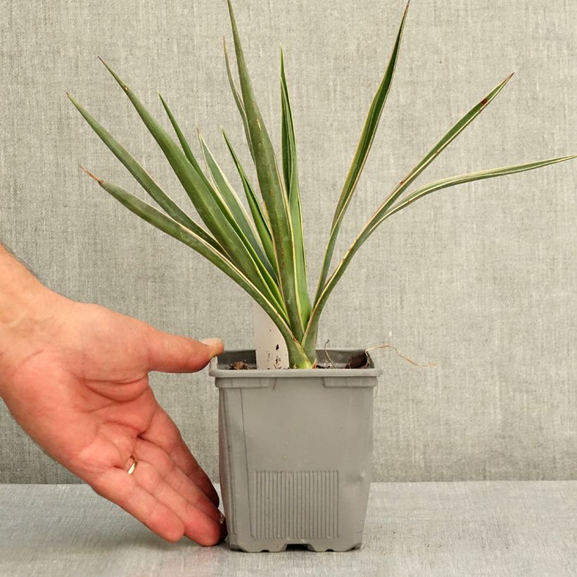Ejemplar de Yucca aloifolia Variegata - Yuca pinchuda Maceta 1L/1,5L entregado en verano