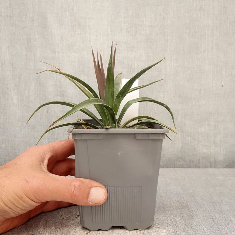Yucca aloifolia Variegata - Yucca à feuilles d'Aloès Maceta 1L/1,5L Ejemplar entregado en la primavera