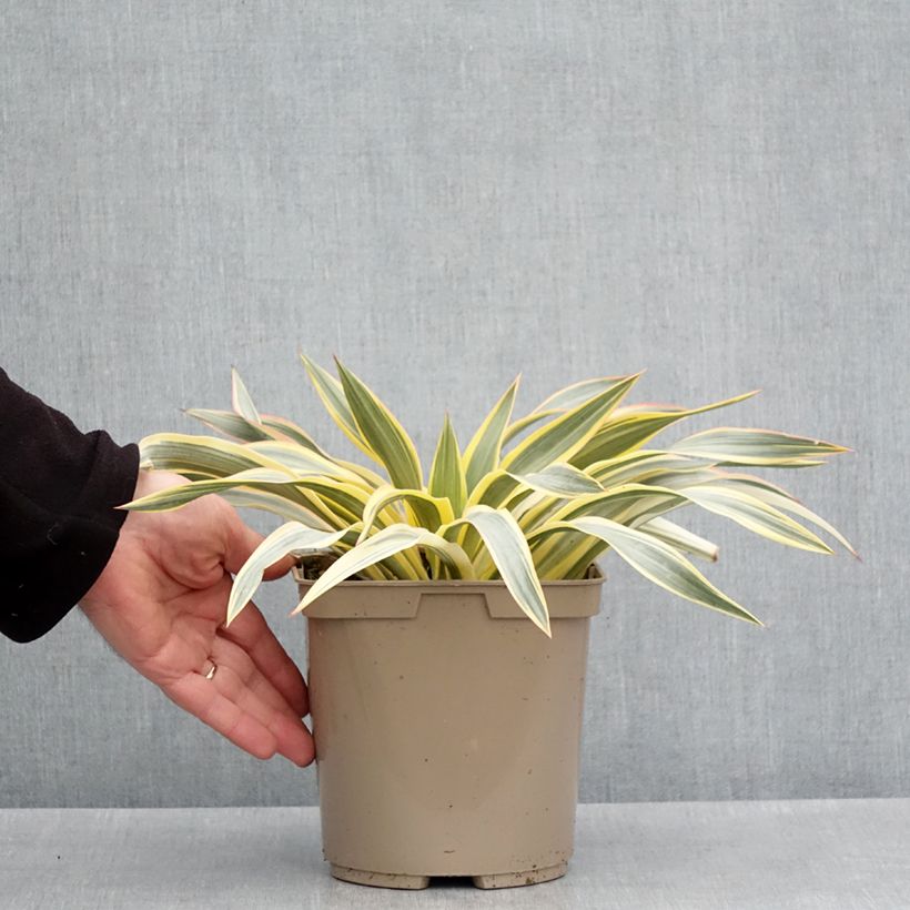 Yucca recurvifolia Bright Star Maceta 2L/3L Ejemplar entregado en la primavera