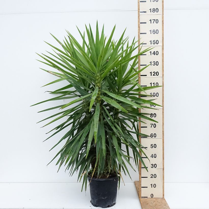 Ejemplar de Yucca elephantipes - Yuca pie de elefante Maceta 7,5L/10L entregado en verano