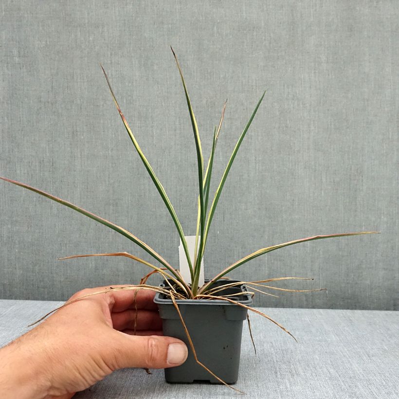Yucca filamentosa Bright Edge - Aguja de Adán Maceta de 8/9 cm Ejemplar entregado en la primavera