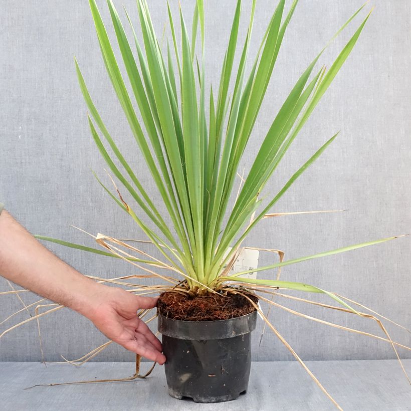 Ejemplar de Yucca filamentosa Bright Edge - Aguja de Adán Maceta 2L/3L entregado en verano