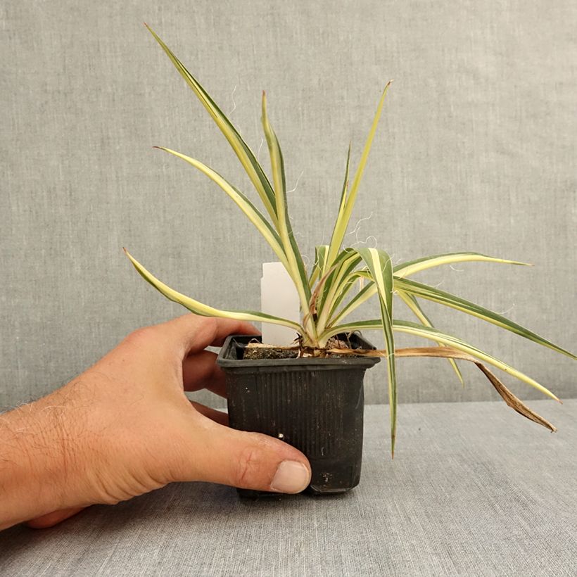 Ejemplar de Yucca filamentosa Colour Guard - Aguja de Adán Maceta de 8/9 cm entregado en verano
