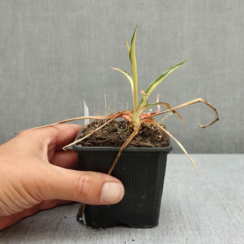 Yucca filamentosa Colour Guard - Aguja de Adán Maceta de 8/9 cm Ejemplar entregado en la primavera