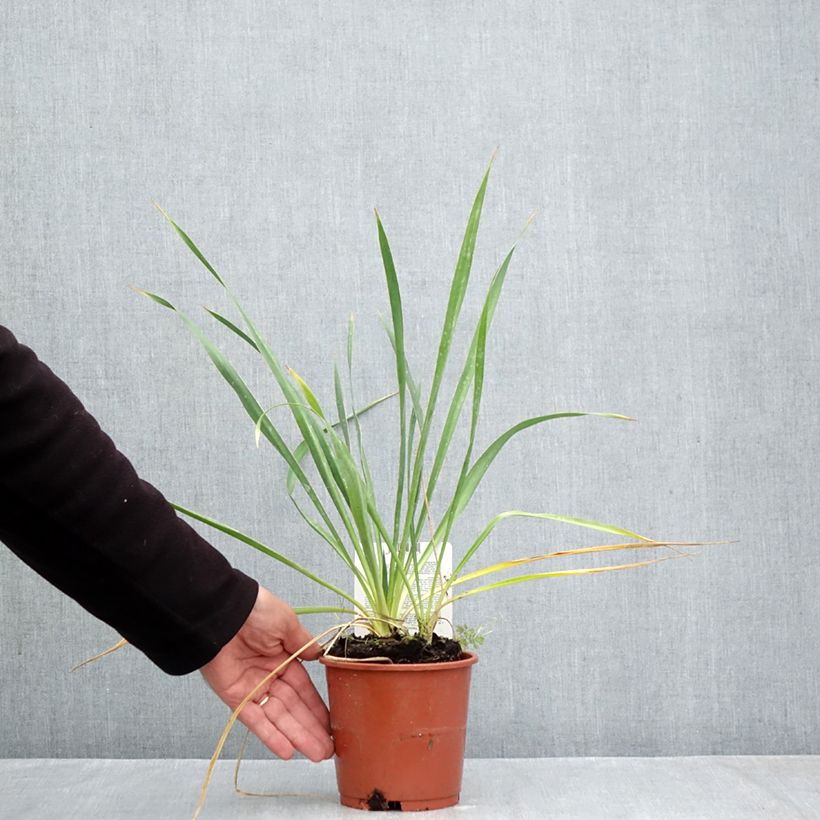 Ejemplar de Yucca filamentosa - Aguja de Adán Maceta 1L/1,5L entregado en otoño