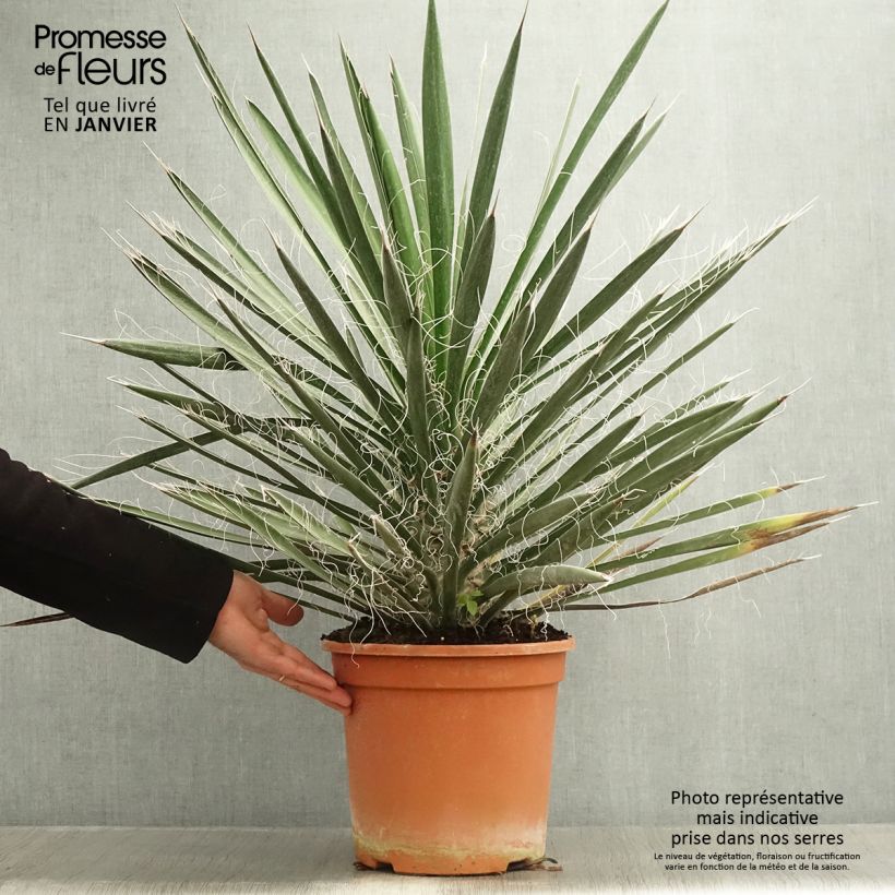 Yucca filifera - Palma china Maceta 7,5L/10L Ejemplar entregado en invierno