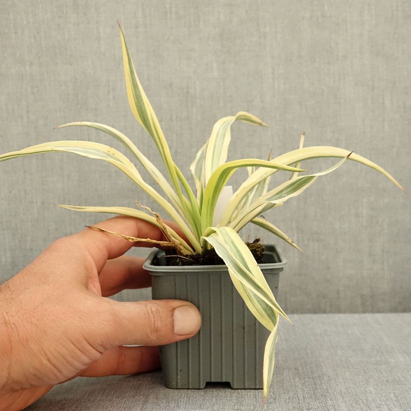 Ejemplar de Yucca gloriosa Citrus twist - Daga española Maceta de 8/9 cm entregado en verano