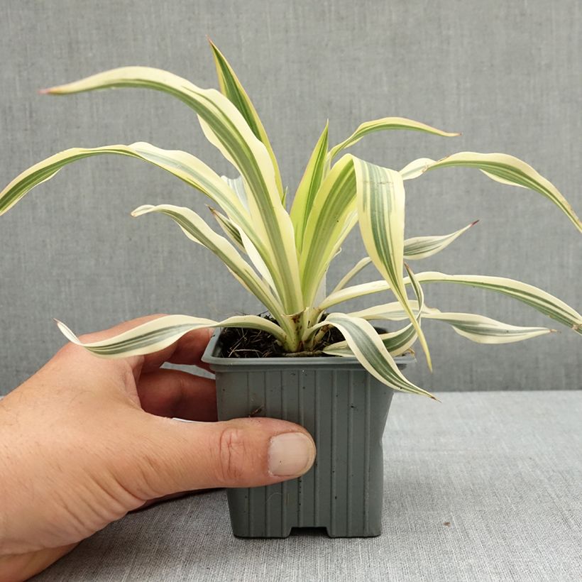 Yucca gloriosa Citrus twist - Daga española Maceta de 8/9 cm Ejemplar entregado en la primavera