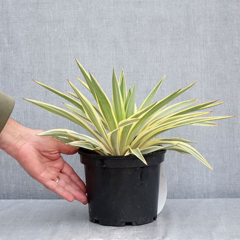 Ejemplar de Yucca gloriosa Citrus twist - Daga española Maceta 2L/3L entregado en verano